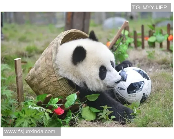 足球明星与可爱熊猫亲密互动的温馨瞬间分享
